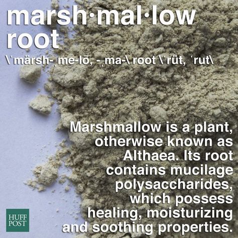 Marshmallow Root Benefits, Homemade Medicine, Edible Weeds, Herbal Health, Wild Herbs, Foraging Recipes, Foraged Food, Meal Times, Marshmallow Root