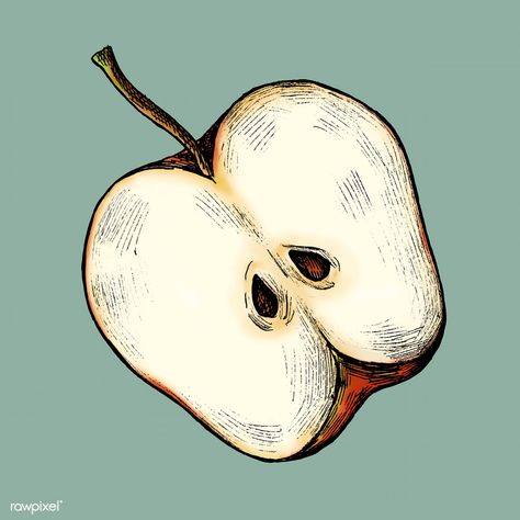 Apple Drawing, Drawing Apple, Etching Designs, Apple Illustration, Apple Slice, Apple Cut, Apple Vector, Drawing Vintage, Apple Stickers