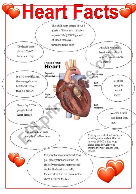 Human Heart Facts, Simple Heart Diagram, Heart Worksheet, Human Heart Diagram, Anatomy Of The Heart, Superstar Worksheets, Heart Facts, Printable Play Money, Human Circulatory System