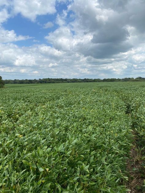 40 prime acres of Northeast Missouri hunting land. Multiple draws surrounded by crops. #hlrbo #hunting #hlrboleasing #deerhunting #hunters #landowners #missouri Find out more today on HLRBO! Hunting Land, 40 Acres, Knox County, Deer Hunting, Missouri, Places To Go, Hunting, Quick Saves