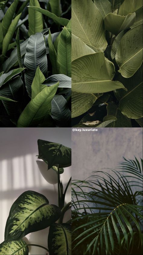 Mood Board Inspo #darkgreen #plants #plantaesthetic #moodboard #jungle #greenery #greenaesthetics #moodboardinspiration Dark Green Mood Board, Jungle Mood Board, Plants Mood Board, Tropical Mood Board, Green Mood Board, Greenery Aesthetic, Dark Greenery, Collection Moodboard, Botanical Aesthetic