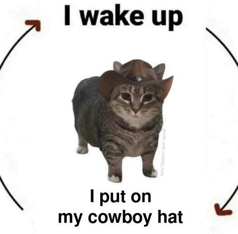 Cowboys Memes, Silly Cats Pictures, Silly Images, Silly Animals, Dessin Adorable, Funny Animal Memes, Silly Cats, Cowboy Hat, Animal Memes