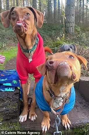 Two deformed dogs become best buds after same family adopted them five years apart  | Daily Mail Online Disfigured Faces, Facial Deformity, Deformed Animals, Cute Dogs Images, Very Cute Puppies, Cute Animals Puppies, Very Cute Dogs, Soul Mates, Newt