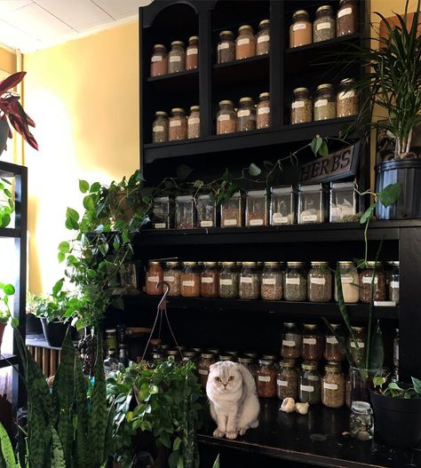 Herbs Cabinet, Herb Cabinet, Witches Cottage, Kitchen Herbs, The Cabinet, Tea Shop, Crystal Shop, My Kitchen, All The Way