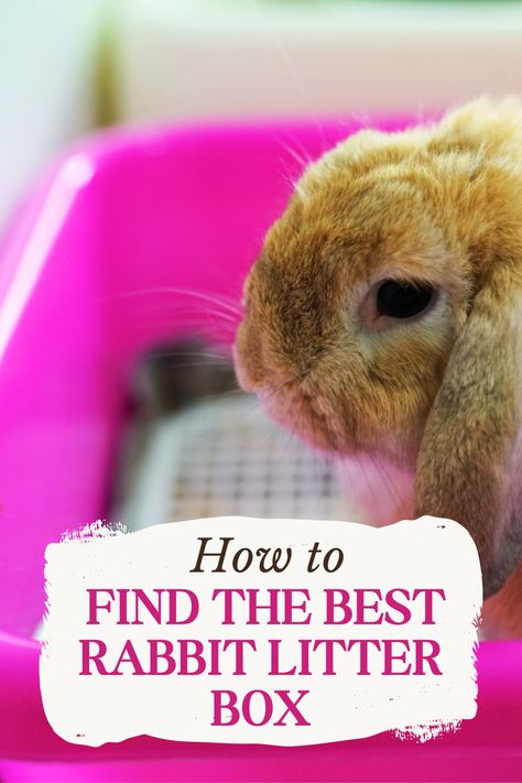 Pig Litter Box Ideas, Litter Training Rabbits, Litterbox Solutions, Litter Box Ideas, Bunny Litter Box, Best Litter Box, Rabbit Litter, Litter Tracking, Rabbit Litter Box