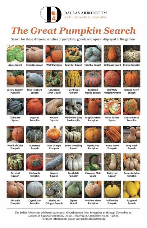 Pumpkin Trellis, Pumpkin Varieties, Pumpkin Squash, Food Infographic, Heirloom Vegetables, Home Vegetable Garden, Food Garden, Squash Recipes, Food Facts