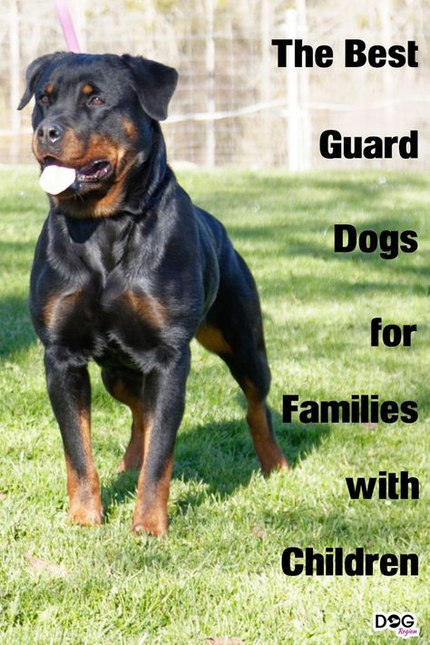 The best guard dogs for families with children Dogs For Families, Best Guard Dog Breeds, Caucasian Shepherd Dog, Guard Dog Breeds, Best Guard Dogs, Dogs Breeds, Guard Dog, Boxer Love, Dog Facts