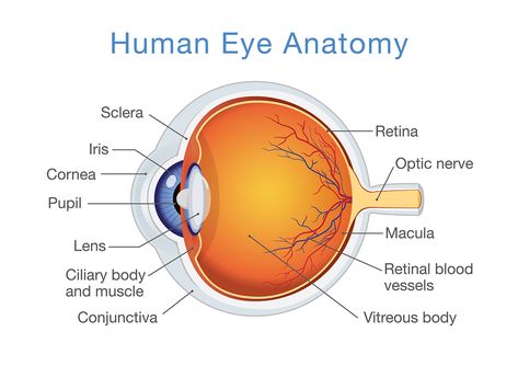 Eye Anatomy Diagram, Diagram Of The Eye, Human Eye Diagram, Human Eye Anatomy, Eye Diagram, Eye Structure, Eye Anatomy, Eye Parts, Optic Nerve