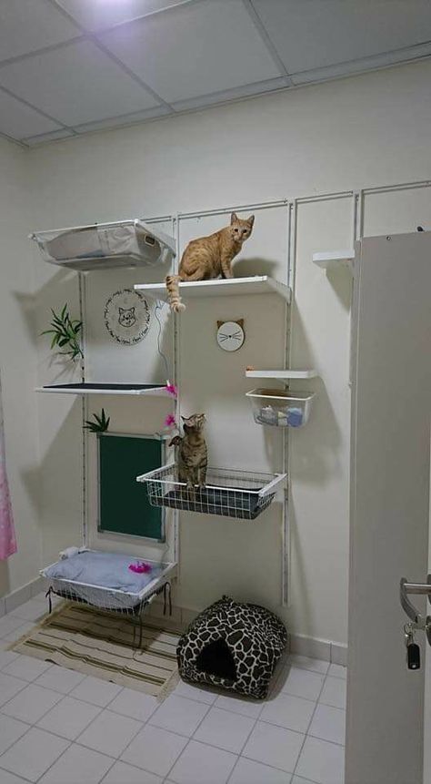 Cat Shelves Diy Climbing Wall Ikea Hacks, Apartment Cat, Ikea Hacks For Cats, Diy Kallax, Ikea Cat, Katt Diy, Toy Storage Bench, Cat Cube, Kat Diy