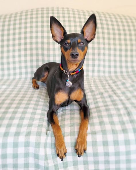 Miniature Pinscher Puppy, German Pinscher, Manchester Terrier, Dogs Breeds, Min Pin, Miniature Pinscher, Italian Greyhound, Doberman Pinscher, Dog Portraits