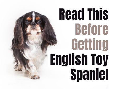 Are you looking for a laid-back and easy-going companion? Meet the English Toy Spaniel! Here are the things you need to consider before taking one home! English Spaniel, Cavalier King Charles Spaniel Puppy, Charles Spaniel Puppy, King Charles Spaniel Puppy, Toy Spaniel, Spaniel Breeds, Love Website, English Toy Spaniel, Dead Hair