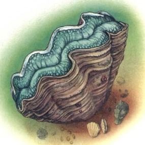 Giant clam | Forgotten Realms Wiki | Fandom Storm Kings Thunder, Giant Clam Shell, Giant Clam, Storm King, The Mantle, Forgotten Realms, Wizards Of The Coast, Ocean Creatures, Sea And Ocean