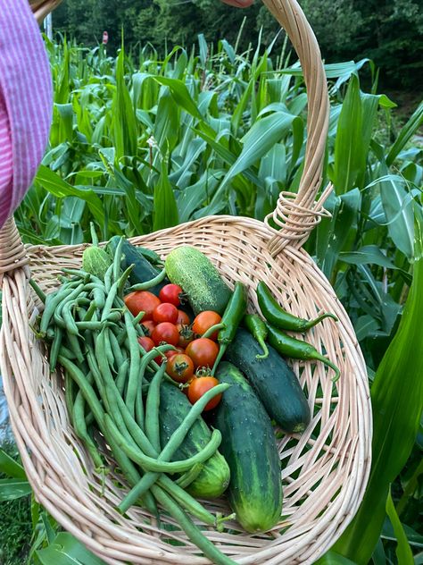 Homegrown tomatoes, cucumbers, beans and peppers in an Ozark garden. Cottagecore Garden, Farm Lifestyle, Potager Garden, Growing Veggies, Ozark Mountains, Garden Features, Organic Vegetables, Veggie Garden, Garden Cottage