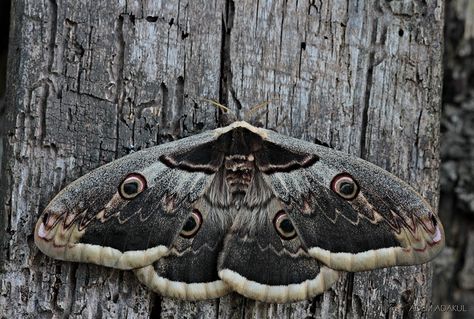 Saturnia pyri / Giant Peacock Moth Giant Peacock Moth, Moth Caterpillar, Moth Art, Cool Bugs, Moth Tattoo, Arthropods, Creepy Crawlies, Beautiful Butterflies, Shades Of Grey