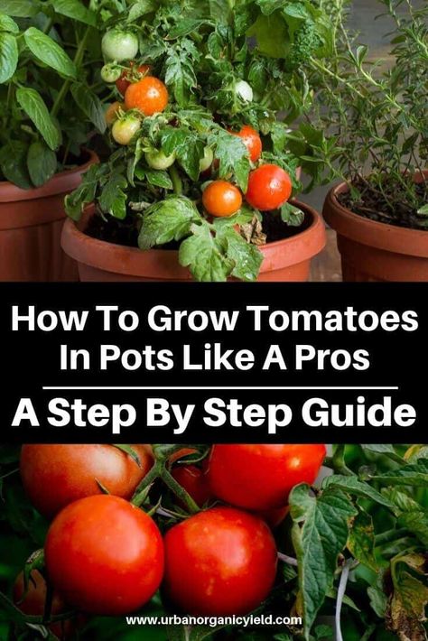 Tomato Container Gardening, Tomatoes In Pots, Plantarea Legumelor, Gemüseanbau In Kübeln, How To Grow Tomatoes, Growing Tomato Plants, Types Of Tomatoes, Growing Tomatoes In Containers, Grow Tomatoes