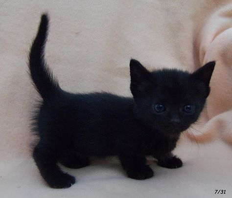 little black Munchkin male kitten | countrymunchkins2011 | Flickr Munchkin Kitten, Cats Stuff, Cut Animals, Munchkin Cat, Tiny Cats, Pretty Kitty, Cuddly Animals, Kitten Pictures, Black Kitten