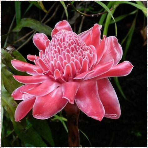 CHUXAY GARDEN 20 Seeds Pink Etlingera Elatior,Torch Ginger,Ginger Flower,Torch Lily,Philippine Wax Flower Seasoning Flowering Plants Excellent Addition to Garden Etlingera Elatior, Torch Lily, Torch Ginger Flower, Torch Ginger, Ginger Plant, Pink Ginger, Ginger Flower, Nursery Garden, Tropical Flower Plants