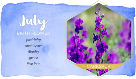 July Birth Flower: Larkspur - FTD.com July Month Flower, Larkspur Tattoo, July Flower, Birthday Month Flowers, July Birth Flower, Larkspur Flower, November Aesthetic, July Flowers, Flower Chart