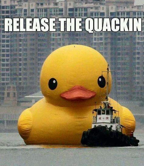 Release the quacken Sensitive Content, 웃긴 사진, Rubber Ducky, E Card, Mellow Yellow, Laughing So Hard, Funny Pins, Rubber Duck, Bones Funny