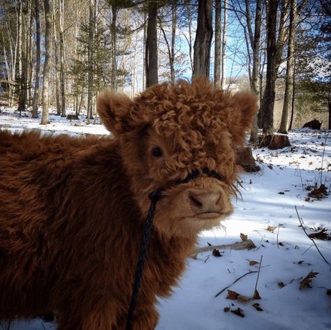 Mini Cows, Baby Farm Animals, Scottish Highland Cow, Fluffy Cows, Brown Cow, Baby Cows, Fluffy Animals, Cute Animal Photos