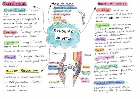 Synovial Joints, Gcse Pe, Revision Notes, School Organization Notes, School Organization, Physical Education, Health Science, Psychology, Physics