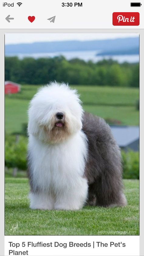 Big fluffy dog Fluffy Dog Breeds, English Sheepdog, Old English Sheepdog, Fluffy Dogs, Old English, Akita, Beautiful Dogs, 귀여운 동물, Animals Friends