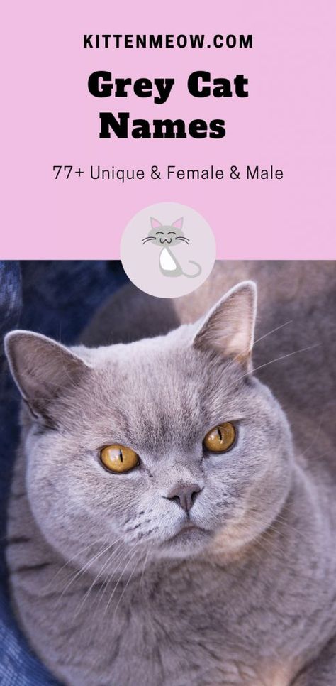 🐱 Cool grey cat names for cats. If you have a grey cat we have some great name ideas for you! An adorable name like Stardust, Lilac Inky Silver ✨ #GreyCatNames #GreyCatNamesMale #GreyCatNamesFemale #UniqueGreyCatNames Grey Kitten Names, Female Cat Names Unique, Boy Cat Names Unique, Male Cat Names Unique, Kitten Names Boy, Cat Names Girl, Kitten Names Unique, Cat Names List, Kitten Names Girl