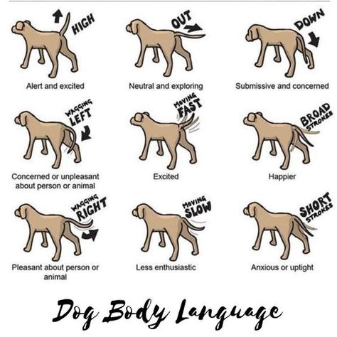 Doggie Cookies, Health Checklist, Dog Emotions, Body Language Signs, Vet Office, Dog Body Language, Dog Business, Dog Language, Dog Facts