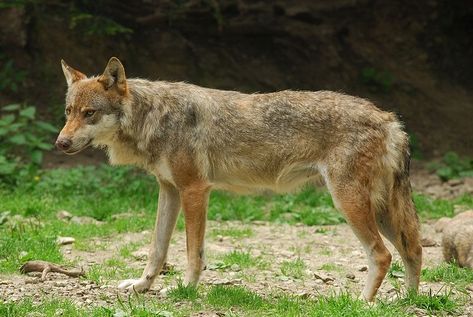 Italian Wolf, Eurasian Wolf, Wolf Poses, Italy For Kids, Chihuahua Names, Brookfield Zoo, Conservation Biology, National Animal, Early Middle Ages