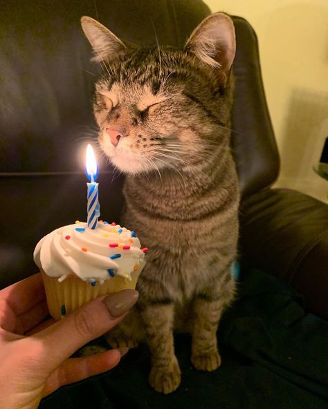 Hotel Laguna, Cat Celebrating, Cake Happy Birthday, Happy Birthday Cat, Cat Sitter, Cat Birthday Party, Cat Cake, Happy Birthday To Us, Cats Funny