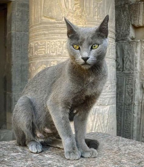 Philae Temple, Egypt Cat, Egyptian Goddess Art, Egyptian Cats, Spiritual Animal, Cat City, Paws And Claws, Egypt Art, Pretty Animals