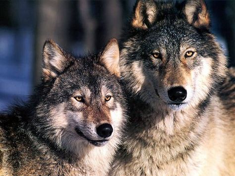 Male and Female Wolves Wolf Symbolism, Spirit Animal Totem, Wolf Background, Two Wolves, Wolf Photos, Wolf Spirit Animal, Timber Wolf, Power Animal, Wolf Wallpaper