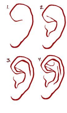 How To Draw Ears, Otto Schmidt, Desen Realist, Výtvarné Reference, Drawing Eyes, Siluete Umane, Fashion Drawings, Contour Drawing, Drawing Faces