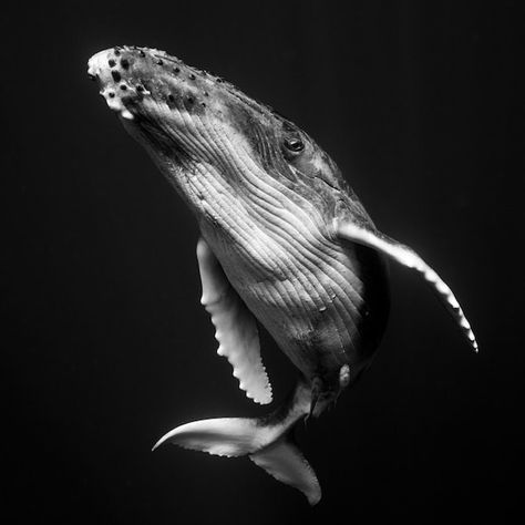 Interview: Intimate Underwater Portraits of Humpback Whales by Jem Cresswell White Humpback Whale, Humpback Whale Tattoo, Whale Drawing, Underwater Portrait, Whale Illustration, Whale Painting, Whale Tattoos, Surry Hills, Whale Art