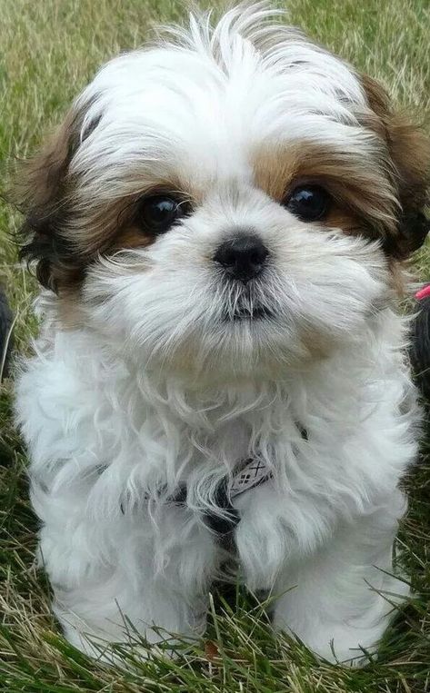 Shih Tzus are true companion dogs. Bred for centuries to be man’s best friend, it is no wonder that Shih Tzu puppies are amongst the most popular of toy breeds. Perro Shih Tzu, Chien Shih Tzu, Shitzu Puppies, Shih Tzu Puppies, Cele Mai Drăguțe Animale, Nosara, Psy I Szczenięta, 강아지 그림, Companion Dog