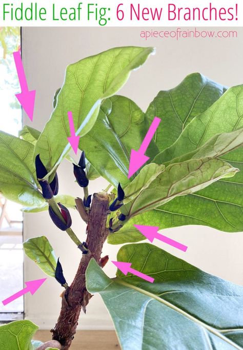 Best Fiddle Leaf Fig branching secret! 100% success growing multiple branches on 3 plants! Pruning, notching vs pinching methods compared. – A Piece of Rainbow, indoor plants, houseplants, gardening, indoor garden, modern colorful farmhouse, boho, bohemian, home décor, living room, bedroom #indoorplants #houseplants #gardening #indoorgarden #farmhouse #boho #bohemian #homedecor #livingroom #bedroom Ferns In Living Room, Mini Fiddle Leaf Fig, Pruning Fiddle Leaf Fig, Notching Fiddle Leaf Fig, Fiddle Leaf Tree Living Room, Fiddle Leaf Fig Care, Fiddle Fig Tree, Fiddle Tree, Colorful Farmhouse