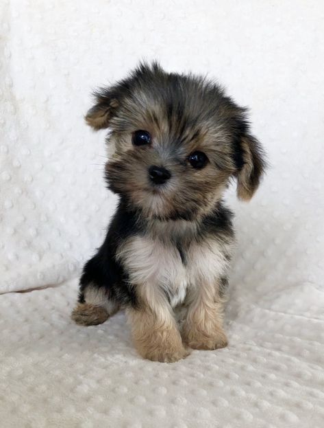 Mini Pomeranian Puppies, Yorkie Teacup Puppies, Teacup Morkie, Pocket Puppies, Teacup Animals, Cute Tiny Dogs, Micro Teacup Yorkie, Shorkie Puppies, Mini Yorkie