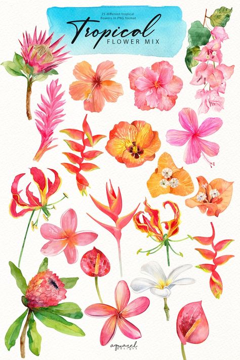 TROPICAL FLOWERS Watercolor Clipart, Hibiscus, Plumeria, Frangipani, Exotic Flowers, Bougainvillea, Ginger Flower, Protea, Anthurium, - Etsy Watercolour Tropical Flowers, Jungle Flowers Illustration, Painting Tropical Flowers, Painted Tropical Flowers, Tropical Flower Print, Watercolor Hawaiian Flowers, Costa Rican Flowers, Watercolor Hibiscus Flower, Tropical Flower Art