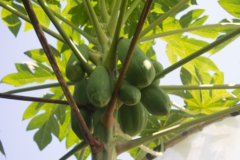 Identifying Male and Female Papaya Trees | Hunker Male Flowers, Papaya Plant, Papaya Tree, Male Vs Female, Papaya Fruits, Mango Tree, Growing Food, Growing Tree, Male And Female