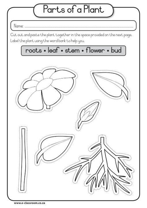 Parts Of The Plants Worksheets For Kindergarten, Part Of The Plant Activities, Part Of Plant Worksheet, Parts Of Flowers For Kids, Plants Worksheets For Kids, Plant Parts Activities, Parts Of Plant Worksheet, Parts Of The Plants For Kids, Parts Of Plants Activities