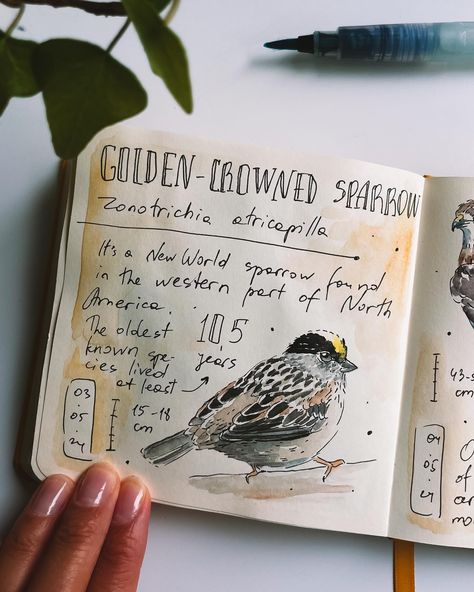 Bird Journal Ideas, Birding Aesthetic, Watercolor Birds Tutorial, Birding Journal, List Of Birds, Nature Journaling, Bird Artists, Nature Art Drawings, Outdoor Education