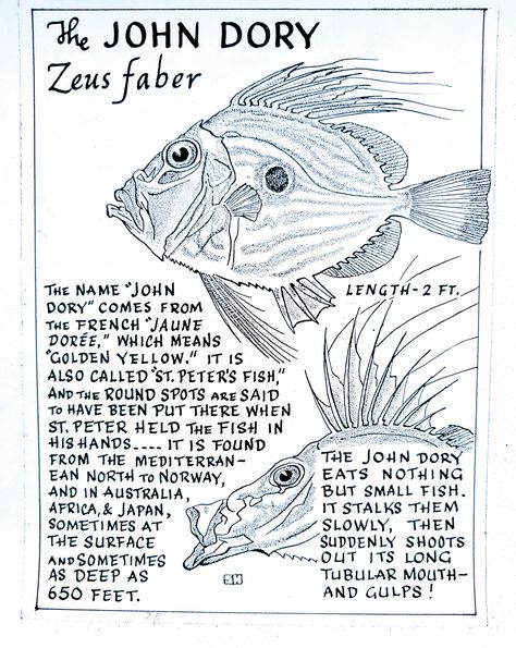 The John Dory (Zeus faber) John Dory Fish, Coral Reef Drawing, Oceanography Marine Biology, Dory Fish, John Dory, Water Creatures, Biology Facts, Oceanography, Marine Biology