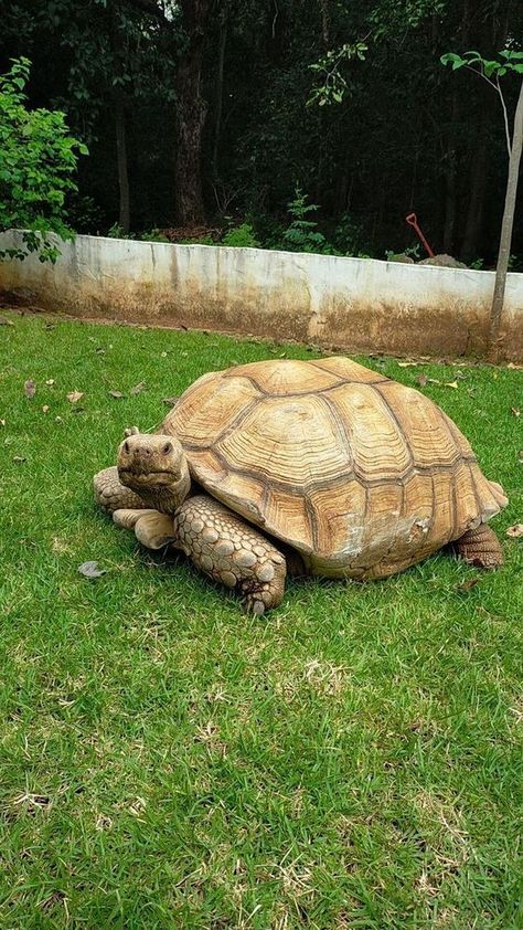 Tortoise Aesthetic, Tortoise Wallpaper, Turtle Dancing, African Tortoise, Cute Animal Pfp, Dr Pets, Tortoise Drawing, Pet Tortoise, Funny Animal Pics