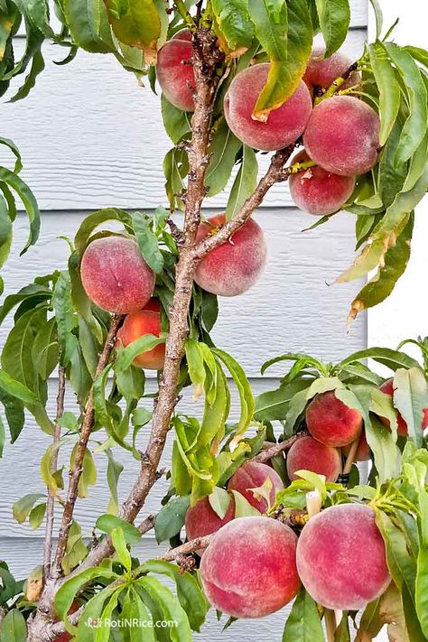 How to Grow Miniature Peach Trees in Containers - a short tutorial with step-by-step pictures on growing miniature/dwarf fruit trees in a small garden. | RotiNRice.com #miniaturepeachtrees #containergardening Potted Peach Tree, Peach Tree In Pot, Miniature Fruit Trees, Trees In Containers, Fruits Garden, Potted Fruit Trees, Peach Garden, Tattoo Plant, Apricot Tree