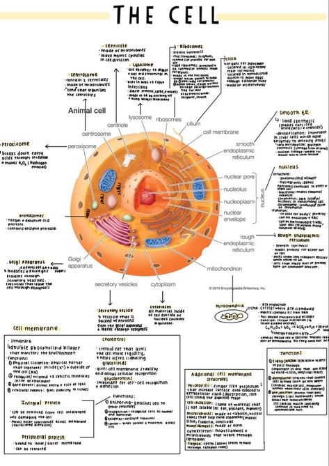 Cells Nursing Notes, Cell Notes Anatomy, Anatomy And Physiology Notes Study Cell, Cell Physiology Notes, Biology Cell Notes, Cell Organelles Notes, Anatomy And Physiology Notes Study, Cell Notes, Ncert Biology