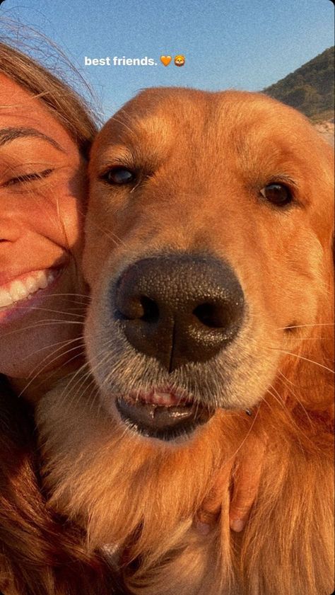 After 700 days at the shelter, an elderly dog finally got a new home and a new name! Dog With Owner Aesthetic, Cute Pics To Take With Your Dog, Laughing Reaction, Golden Retriever Aesthetic, Dog Laughing, Hilarious Dog Videos, Fitness Pictures, Dog Waiting, Dog Mommy