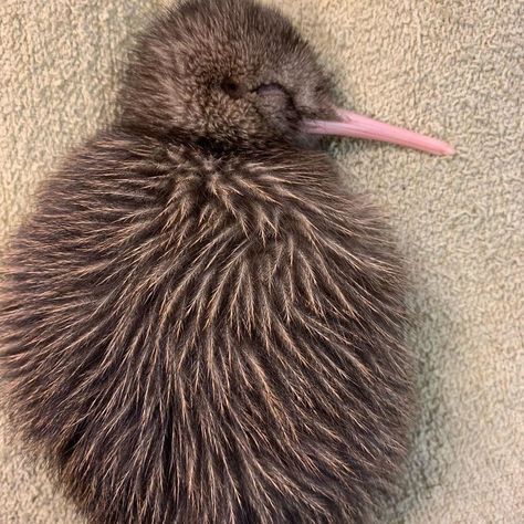 Kiwi bird Baby Kiwi, Nz Birds, Travel New Zealand, Kadeřnické Trendy, Kiwi Bird, Flightless Bird, Wild Creatures, Silly Animals, Cute Creatures