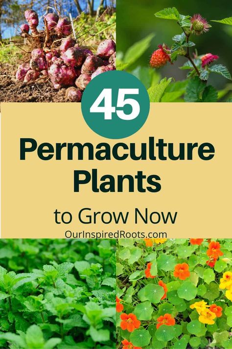 Urban Permaculture Design, Plant Guilds Gardens, Permaculture Garden Design, Permaculture Design Layout, Permaculture Garden, Permaculture Guilds, Urban Permaculture Small Spaces, What Is Permaculture, Permaculture Rain Garden