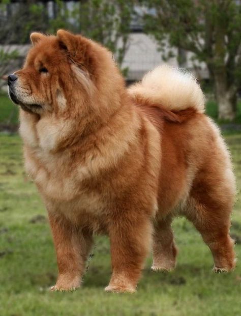 Chow Dog Breed, Most Expensive Dog, Chow Chow Dog, Chow Dog, Expensive Dogs, Kerry Blue Terrier, Chow Chow Dogs, Guard Dogs, Family Dogs