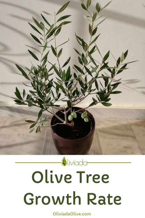 olive tree growth rate - how fast olive trees grow Olive Tree In A Pot, Olive Trees In Pots, Pruning Olive Trees, Small Olive Tree, How To Grow Olives, Olive Tree Care, Olive Trees Landscape, Olive Tree Leaves, Arbequina Olive Tree